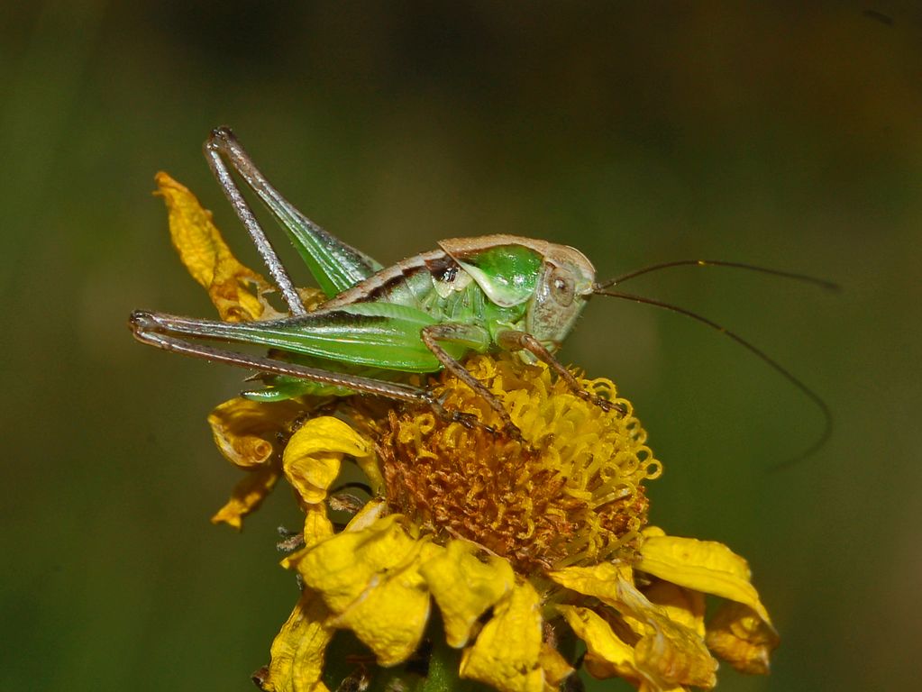 Un ortottero su un fiore: Platycleis sp. (neanide)